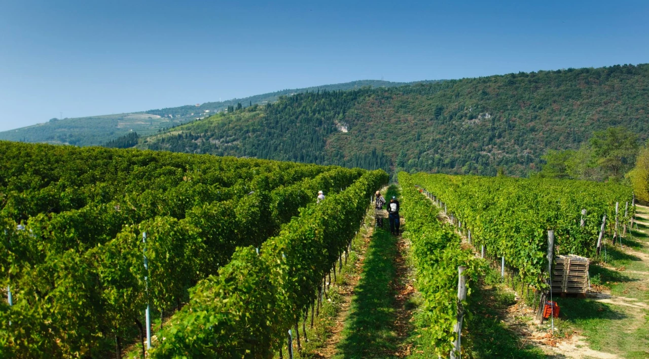 Foire aux vins italiens avec Mozzalat