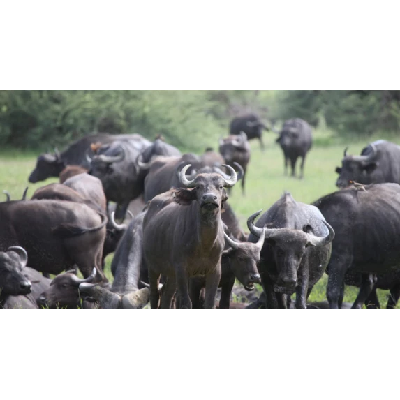 Mozzarella di Bufala Campana D.O.P. Spinosa 50%MG 8 X 200GR