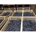 Amarone della Valpolicella DOCG Classico 15% Campagnola