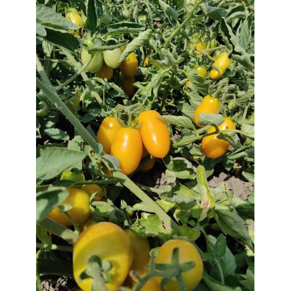 Salsa Pronta di Datterini Gialli Italiani Orto d’Autore