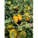 Salsa Pronta di Datterini Gialli Italiani Orto d’Autore