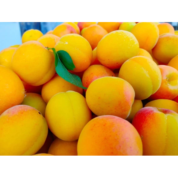 Marmelade Bio d’Abricots Italiens Orto d’Autore