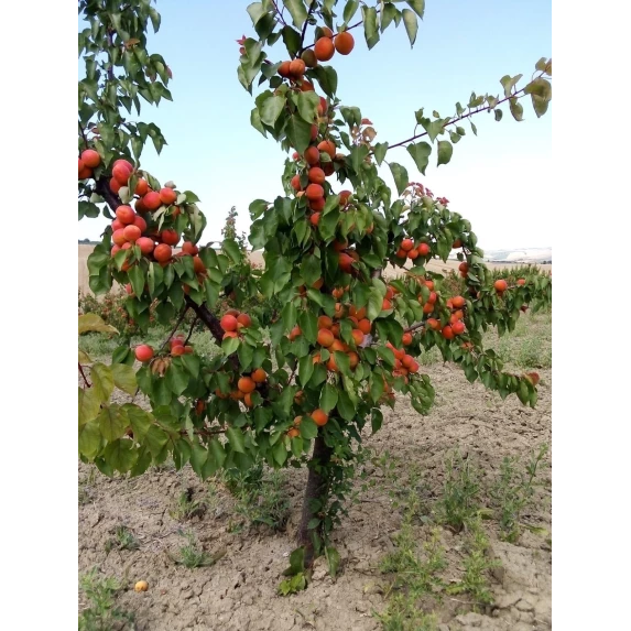 Marmelade Bio d’Abricots Italiens Orto d’Autore