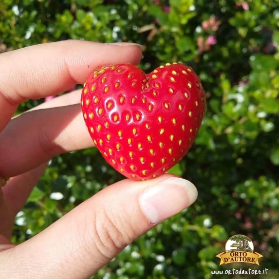Marmelade Bio de Fraises Italiennes Orto D’autore