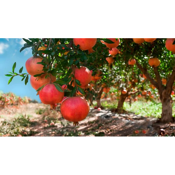 Nectar de Grenade Biologique 70% de fruits