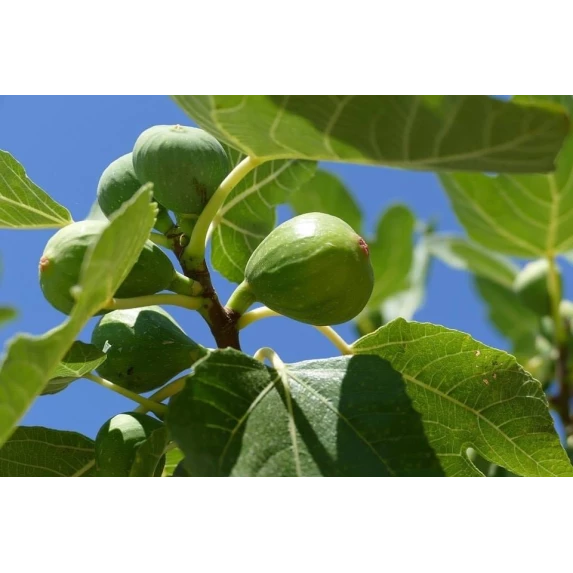 Marmelade Bio de Figues Italiennes Orto d’Autore