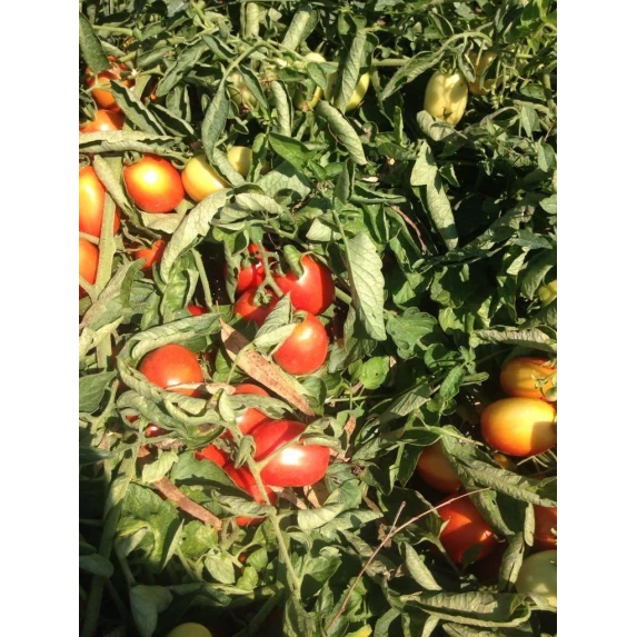 Passata Rustica di Datterini Italiani Orto d’Autore