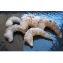 Scampi  Calibre 16/20 IQF
