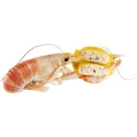 Scrigni aux Langoustines IQF Surgital 2 kg