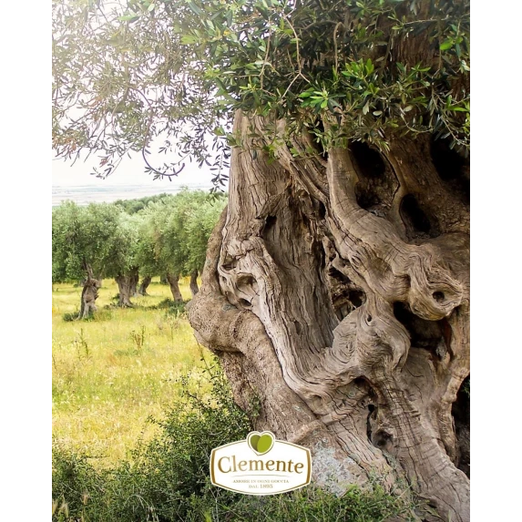 Huile d'Olive Vierge Extra Biologique U'Polp 500 ml