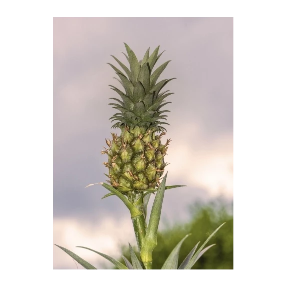 Tranches d’Ananas en Conserve 4/4