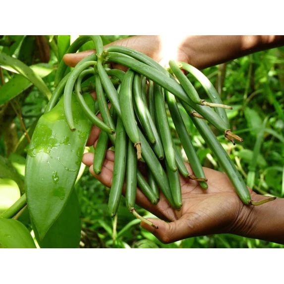 Gousses de Vanille Bourbon de Madagascar Noires & Naturelles 250 g - S/V