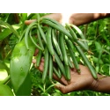 Gousses de Vanille Bourbon de Madagascar Noires & Naturelles 250 g - S/V