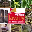 Gousses de Vanille Bourbon de Madagascar Noires & Naturelles 250 g - S/V