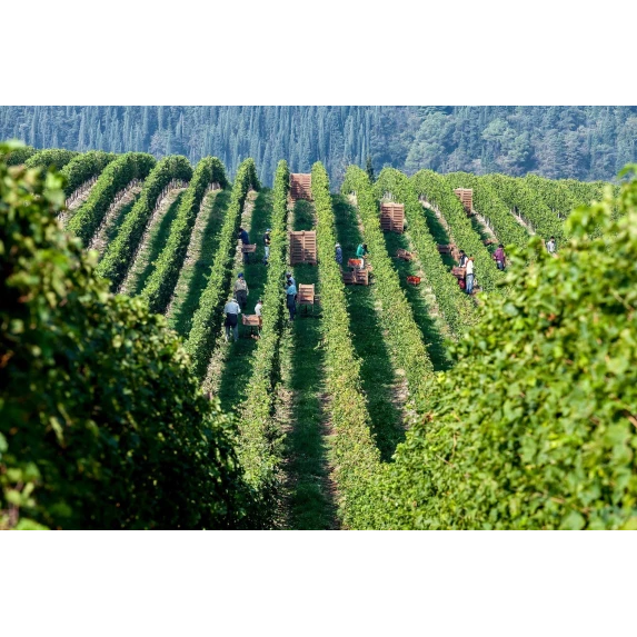 Valpolicella Classico DOC de Campagnola 12,5% 75CL