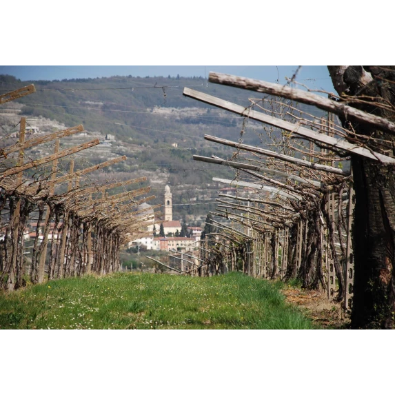 Soave Classico DOC Campagnola 12% - 75 cl