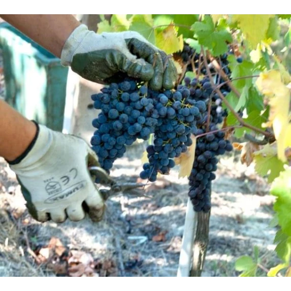 Nebbiolo Alba Temprà DOC 13,5% Villadoria