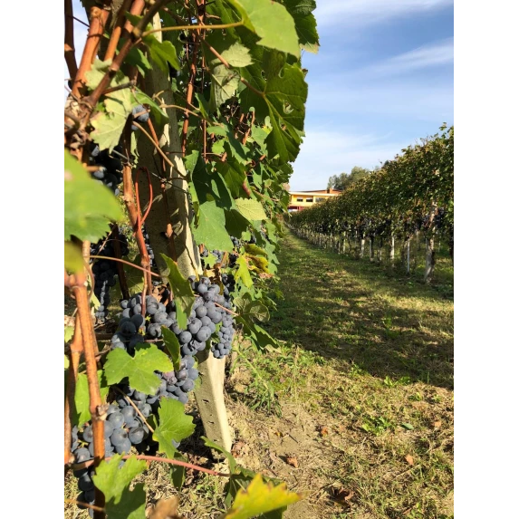 Dolcetto d’Alba DOC FURÈT 12,5%75CL Villadoria