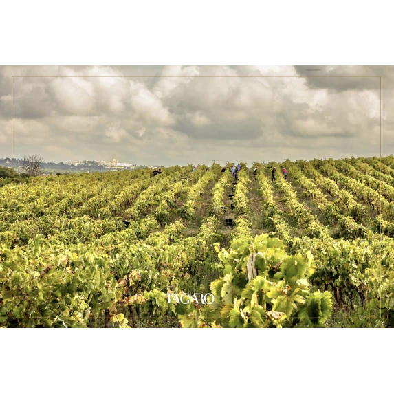 Primitivo Rosato Passo Del Sud 13 % 75 CLx 6