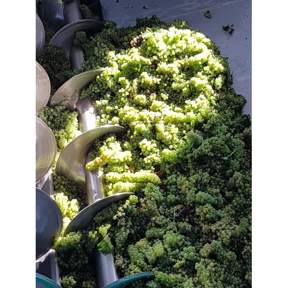 Prosecco DOC Tréviso Brut Biologico 11 % 75 CL