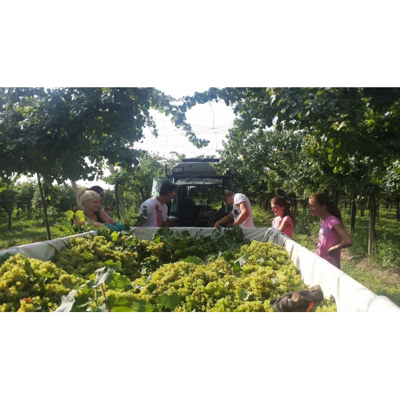 Prosecco DOC Tréviso Brut Biologico 11 % 75 CL