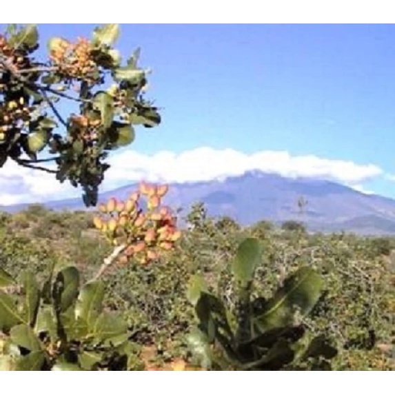 Coffret Panettone al Pistacchio di Sicilia Dolce & Gabbana Fiasconaro