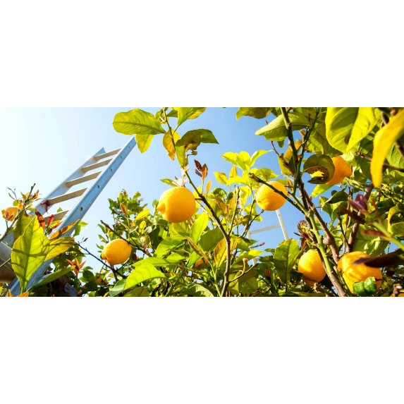 Limoncello Mediterraneo 30° Merak Pichet 2L