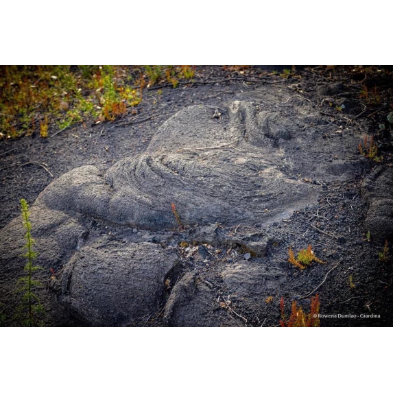 Aglianico Campagnia IGT Terramatta Casa Setaro 14% 12 x 75 cl