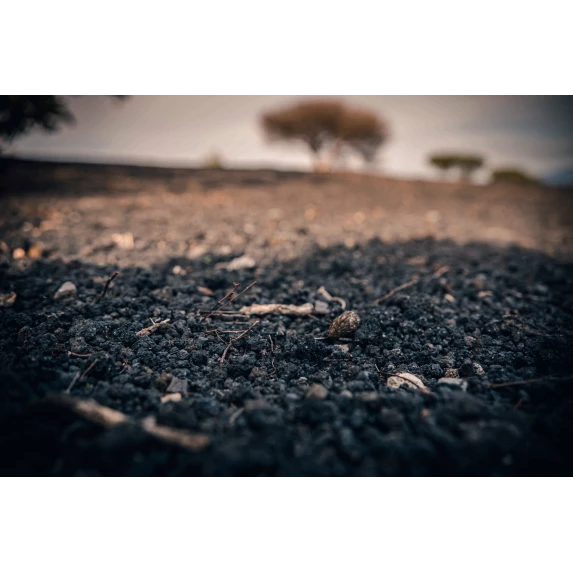 Falanghina Campania IGT Campanelle Casa Setaro 13 % 12 x 75 cl