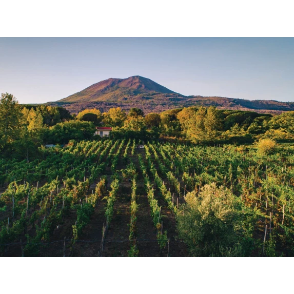 Falanghina Campania IGT Campanelle Casa Setaro 13 % 12 x 75 cl