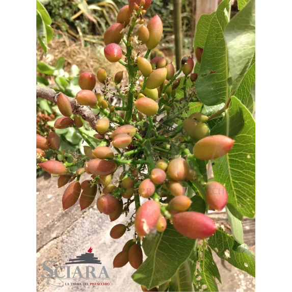 Crème de Pistache Sucrée Sciara Seau 1 kg