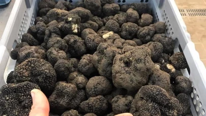 LE DIAMANT DU TERROIR