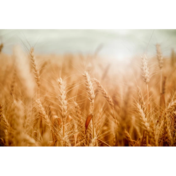 Farine Tipo 0 Pizzasoia Semilavorata 5Stagioni 10KG