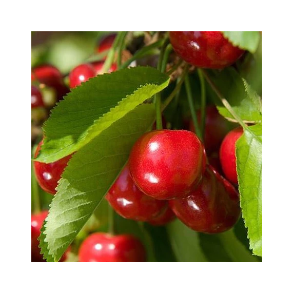 Marmelade de cerises italiennes 100% fruit Orto D'Autore 340 g