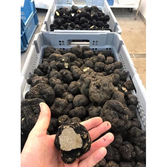 Carpaccio de truffe noire Sabatino bocal 500 g