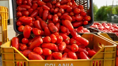 Tomates San Marzano Dell'Agro Sarnese-Nocerino DOP 3/1 SOLANIA