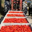 Tomates San Marzano Dell'Agro Sarnese-Nocerino AOP 3/1 Solania