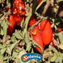 Tomates San Marzano Dell'Agro Sarnese-Nocerino AOP 3/1 Solania