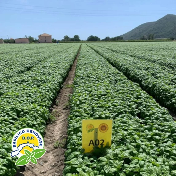 Pesto Frais Alla Genovese al Basilico Genovese DOP SEAU PET 1,2KG