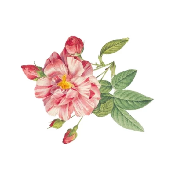 Rosato Toscana DOC IGT Calipte Floralia  Cecchi 12% - 75 cl