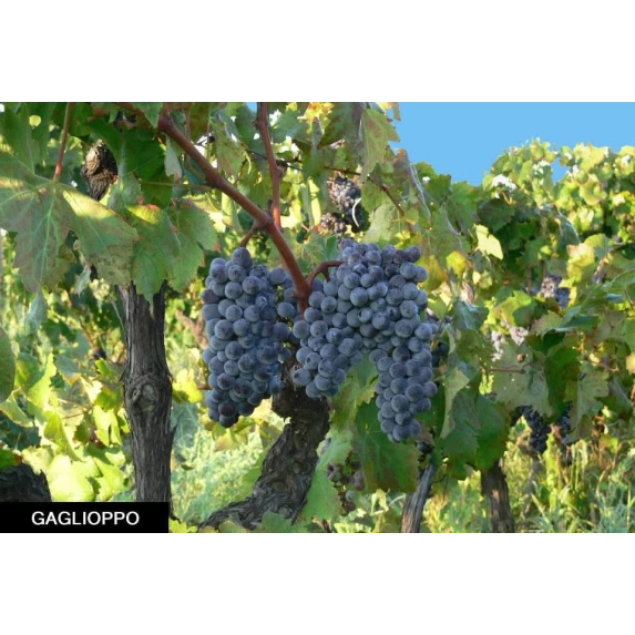 Mabilia Cirò DOC Rosé Ippolito 1845 13% - 75 cl