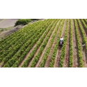 Cavalleggero Cannonau di Sardegna DOC rosso 13% Vol - 75 cl