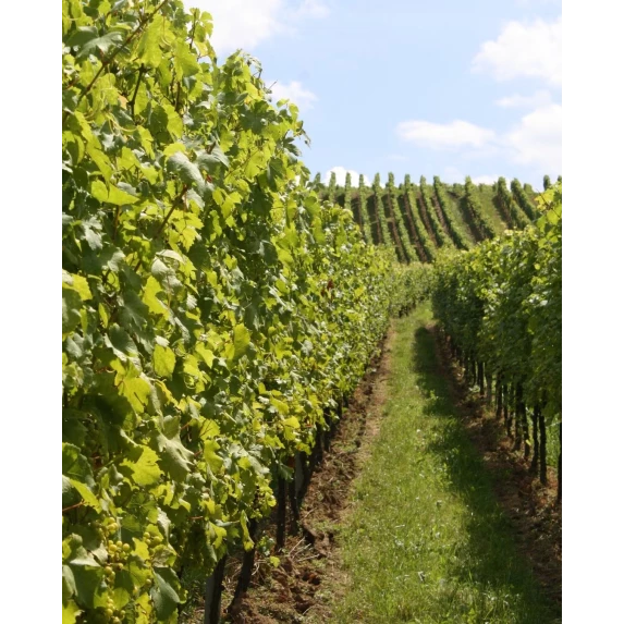 Albalena Vermentino di Sardegna DOC 13.5% Vol - 75 cl