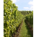 Albalena Vermentino di Sardegna DOC 13.5% Vol - 75 cl