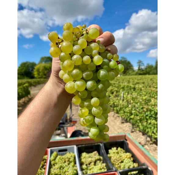 Albalena Vermentino di Sardegna DOC 13.5% Vol - 75 cl