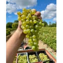 Albalena Vermentino di Sardegna DOC 13.5% Vol - 75 cl