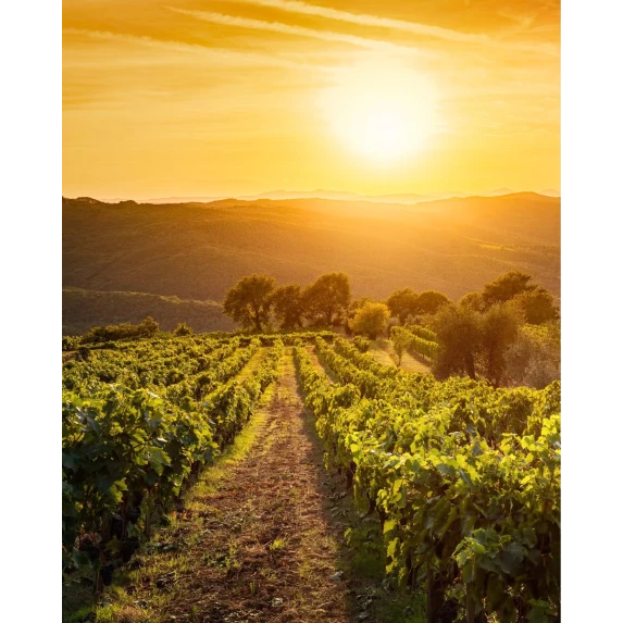 Albalena Vermentino di Sardegna DOC 13.5% Vol - 75 cl