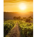 Albalena Vermentino di Sardegna DOC 13.5% Vol - 75 cl