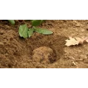 Truffes d'été entières bocal Sabatino 100 g