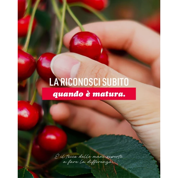 Cerises Amarena 18/20 Toschi Boîte 3/1